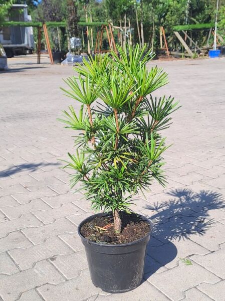 Breitnadelige Schirmtanne 'Sternschnuppe' / Sciadopitys verticillata 'Sternschnuppe'