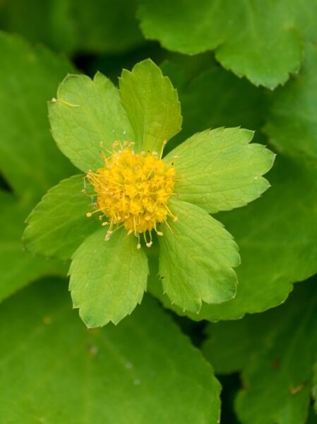 Hacquetia epipactis  /