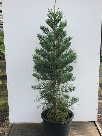Blauer Mammutbaum / Sequoiadendron giganteum 'Glaucum'