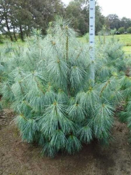 Pinus wallichiana, Tränen-Kiefer 100–125 cm m. B., junge Kiefer mit langen, blaugrünen Nadeln und buschigem Wuchs