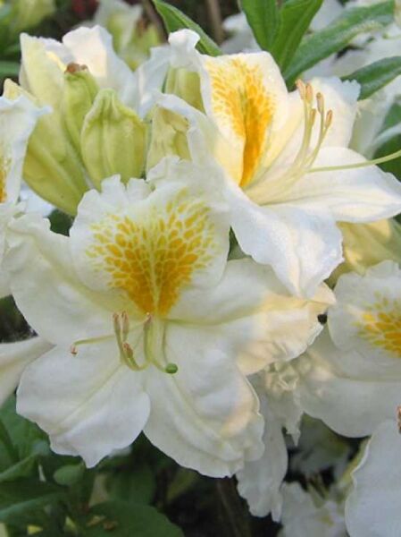Sommergrüne Azalee 'Ada Brunieres' / Azalea 'Ada Brunieres'