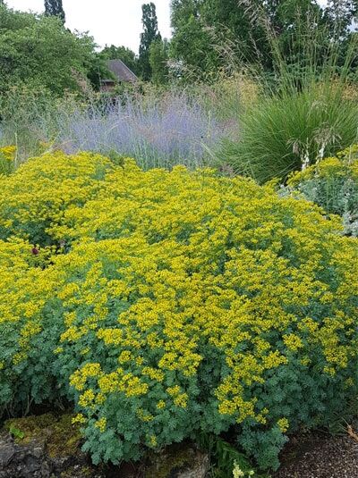 Ruta graveolens (Weinraute) als buschige Pflanze mit blaugrünem Laub und zahlreichen gelben Blütenständen im Gartenbeet