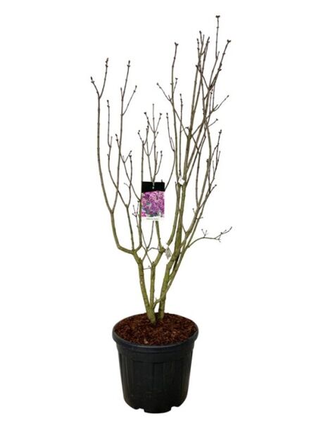 Gartenflieder / Gewöhnlicher Flieder / Edelflieder 'Sensation' / Syringa vulgaris 'Sensation'