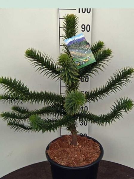 Chilenische Schmucktanne / Araukarie / Araucaria araucana kaufen
