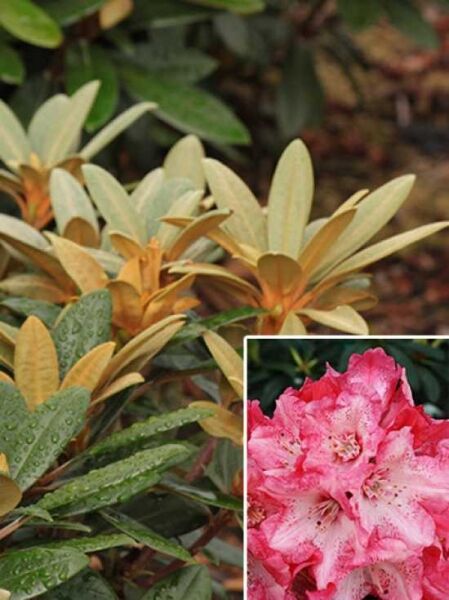 Rhododendron yakushimanum 'Ping Pong' / Rhododendron 'Ping Pong'