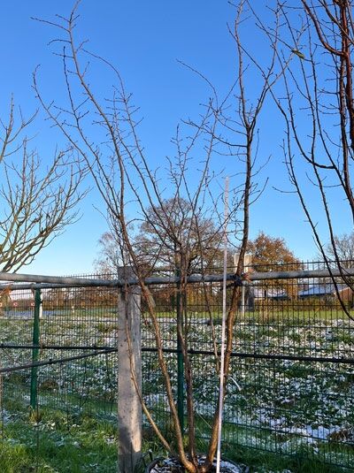 Frühe Zierkirsche &#039;Accolade&#039; / Frühlingskirsche &#039;Accolade&#039; / Prunus &#039;Accolade&#039; &#039;mehrstämmig&#039; (874148)