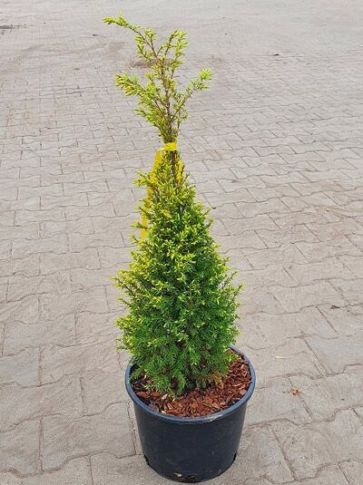 Goldener Heide-Wacholder / Goldener Heide-Wacholder