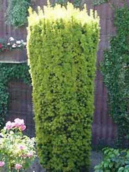 Taxus baccata 'Standishii' / Säuleneibe
