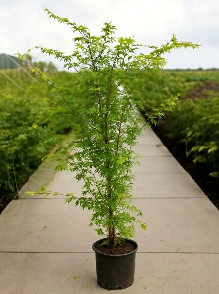 Korallenrinden-Ahorn (Acer palmatum 'Sango-kaku') 150-175 cm, C20, im schwarzen Pflanztopf mit grünem Laub und aufrechtem Wuchs.