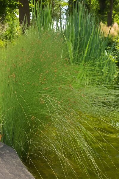 Zwerg-Binse / Zwerg-Binse