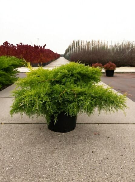 Juniperus media 'Old Gold' / Kriech-Wacholder 'Old Gold' 80-100 cm breit, C35, im Topf mit goldgrünem, flachem Wuchs.