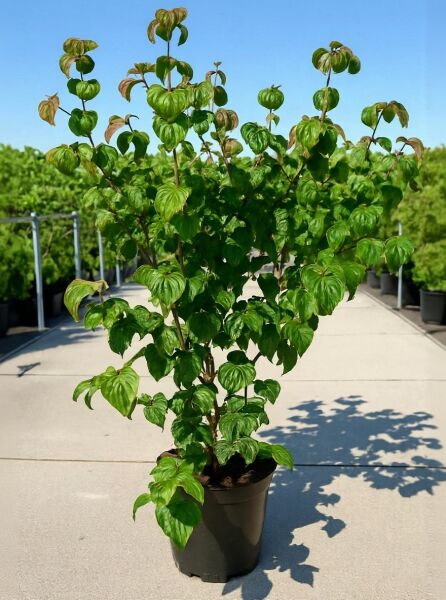 Japanischer Blumen-Hartriegel Cornus kousa 'Satomi ®', 125-150 cm, im C20-Topf, mehrstämmiger Strauch mit grünem Laub.