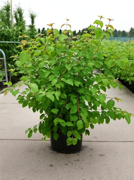Cornus sanguinea 'Winter Beauty' (Roter Hartriegel) 100-125 cm C20, buschige Pflanze im Container mit grünem Laub.