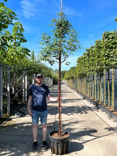 Acer griseum (Zimt-Ahorn) 200–250 cm im Container, schlanker Stamm mit kupferfarbener Rinde und lockerer Krone mit grünem Laub.
