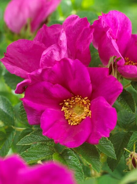 Kartoffel-Rose / Apfel-Rose Rubra / Rosa rugosa 'Rubra'