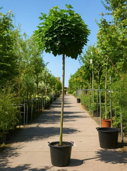 Kugel-Ahorn (Acer platanoides 'Globosum') als Hochstamm im Container, kugelförmige Krone mit grünem Laub.