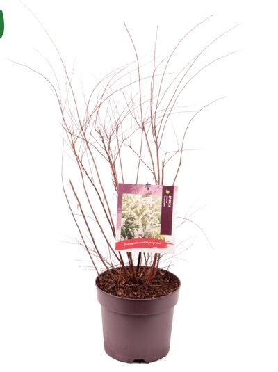 Weiße Rispen-Spiere 'Grefsheim' / Spiraea cinerea 'Grefsheim'