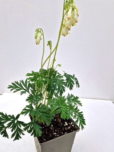 Zwerg-Herzblume Dicentra formosa 'Aurora' im Topf P9, grüne Blätter und weiße, hängende Blütenstände auf langen Stielen