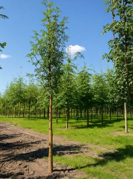 Sorbus aucuparia (Gemeine Eberesche/Vogelbeere) Hochstamm 14-16 StU, junger Baum mit grünem Laub im Feldanbau