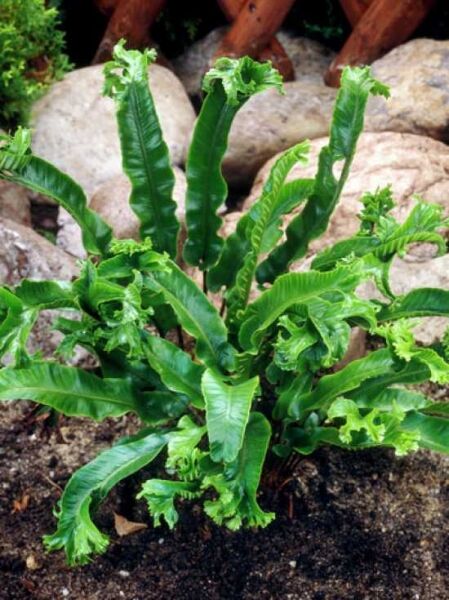 Hahnenkamm 'Cristatum'  / Hirschzungenfarn 'Cristatum' / Asplenium Scolopendrium 'Cristatum'