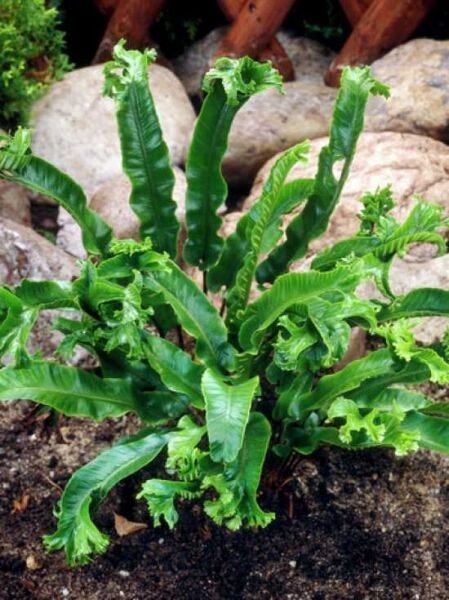 Asplenium Scolopendrium 'Cristatum' / Hahnenkamm / Hirschzungenfarn