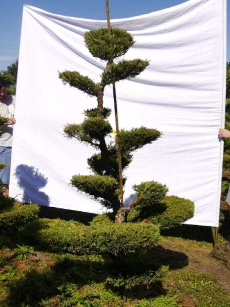 Garten-Bonsai (301567) / Juniperus media 'Hetzii' H: 200 cm B: 140 cm