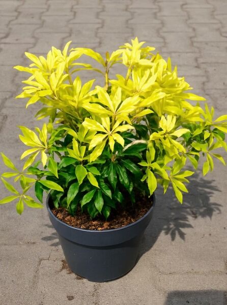 Pieris japonica 'Forest Flame' / Japanische Lavendelheide 'Forest Flame' 30-40 cm C5 im Topf mit gelbgrünem Austrieb