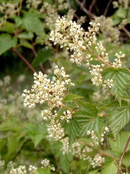 Stephanandra tanakae / Hohe Kranzspiere mit grünen, gelappten Blättern und cremeweißen Blütenrispen am Strauch