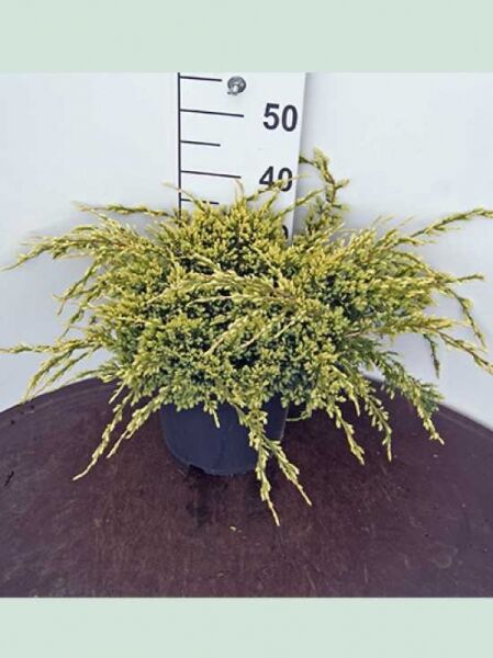 Juniperus squamata 'Holger' / Zwerg-Wacholder 'Holger', kompakter Strauch im Topf mit goldgelben, nadeligen Trieben