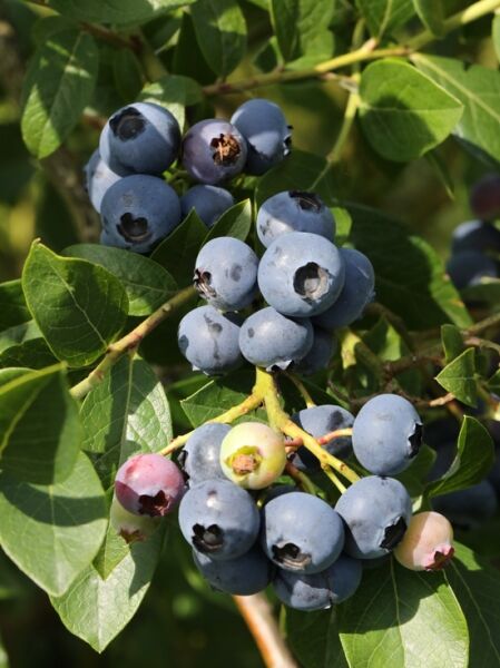 Heidelbeere 'Elliot' / Vaccinium corymbosum 'Elliot'