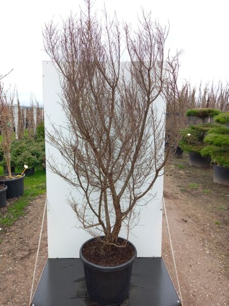 Fächer-Ulme ’Sagei‘ (Ulmus parvifolia ’Sagei‘) 175-200 cm im Container C50, laubabwerfender Baum mit verzweigter Krone