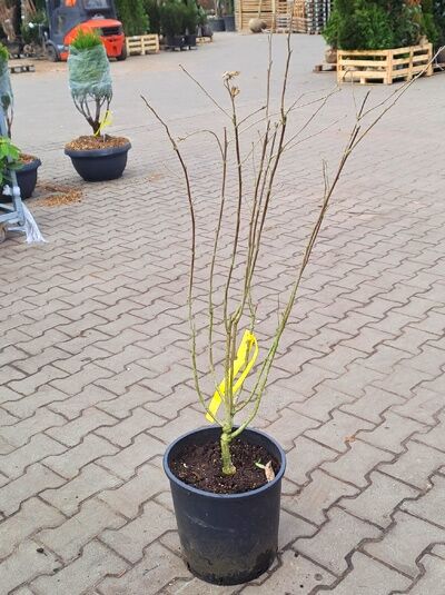 Garten-Eibisch 'Coelestis' (Hibiscus syriacus 'Coelestis'), 80–100 cm, im C15-Topf, mehrtriebiger Strauch ohne Laub.