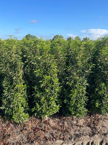 Portugiesischer Kirschlorbeer 'Brenelia' ® / Prunus lusitanica 'Brenelia' ®