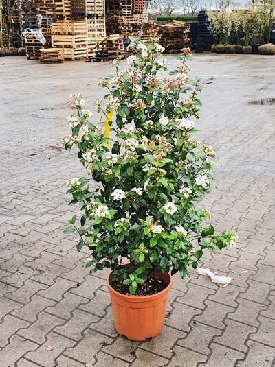Viburnum tinus 'Eve Price' / Mittelmeer-Schneeball 'Eve Price' 80-100 cm C10, Strauch im Topf mit weißen Blüten und Knospen