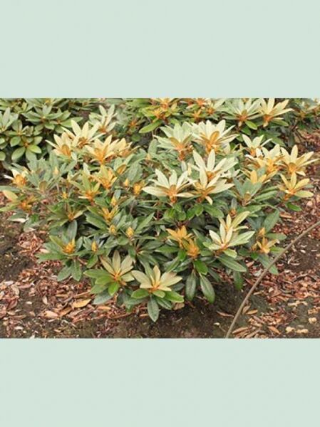 Rhododendron 'Ping Pong' (Rhododendron yakushimanum) Solitärstrauch mit immergrünem Laub und hellen Neuaustrieben, 90–100 cm breit