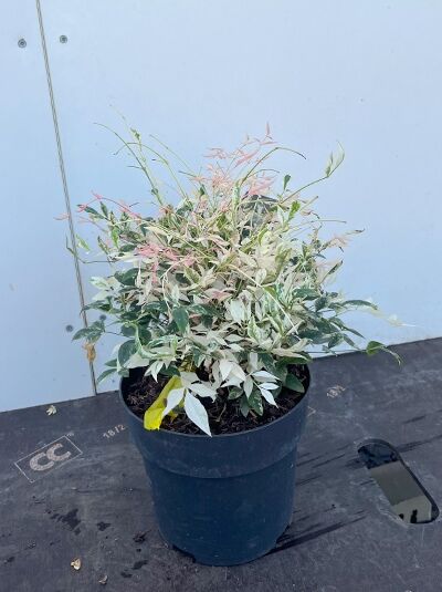 Heiliger Bambus 'Twilight' / Bunter Himmelsbambus 'Twilight' - Nandina domestica 'Twilight'