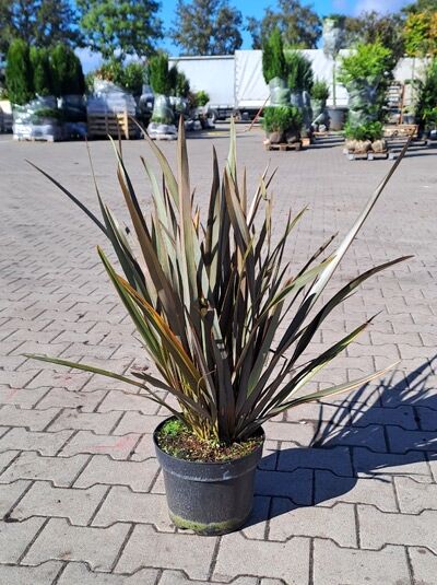 Roter Neuseeländer-Flachs 'Purpureum' (Phormium tenax 'Purpureum'), rosettenförmige Pflanze mit schmalen purpurnen Blättern, 60–80 cm, C7