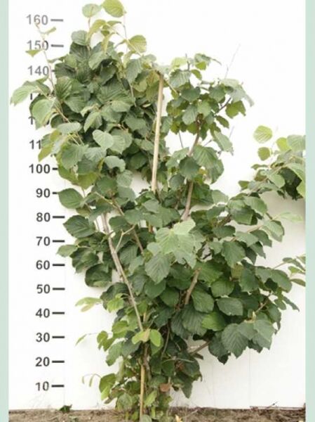 Zaubernuss 'Arnold Promise' / Zaubernuss 'Arnold Promise'