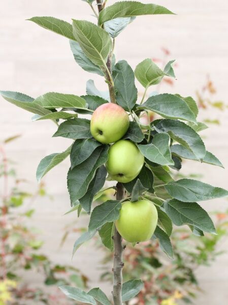 Säulen-Apfelbaum Ballerina 'Bolero' / Malus Ballerina 'Bolero'