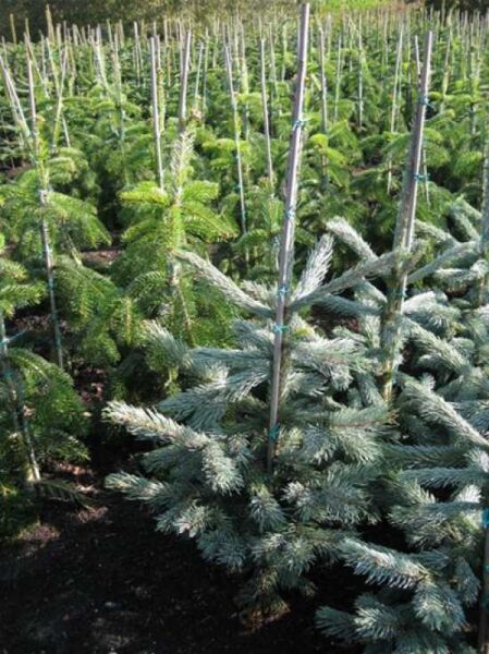 Picea engelmannii 'Glauca' / Engelmanns-Fichte 'Glauca' 60-80 cm m. B., junge Konifere mit silbrig-blauen Nadeln im Ballen