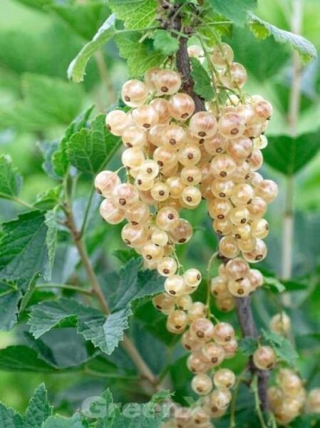 Ribes rubrum 'Werdavia' / Weiße Johannisbeere 'Werdavia'