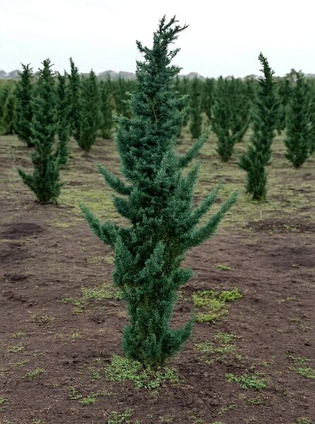 Chamaecyparis lawsoniana 'Wisselii' / Scheinzypresse 'Wisselii' 200-250 cm m. B., aufrecht wachsender Nadelbaum im Feld.
