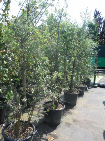 Kork-Eiche / Pantoffelbaum / Kork-Eiche / Pantoffelbaum