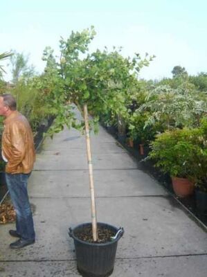 KugelGinkgobaum / Ginkgo biloba 'Mariken' kaufen