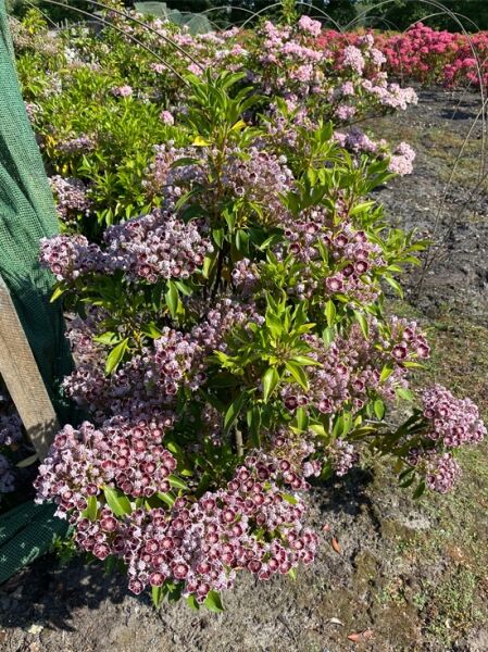 Kalmia latifolia 'Tad' (Lorbeerrose/Berglorbeer) Solitärstrauch mit vielen rosa-weißen Blütendolden und grünem Laub
