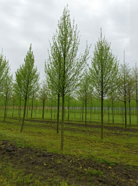 Säulen-Hainbuche Carpinus betulus 'Frans Fontaine' als Hochstamm, 20–25 StU, mit schmaler, aufrechter Krone und grünem Laub.