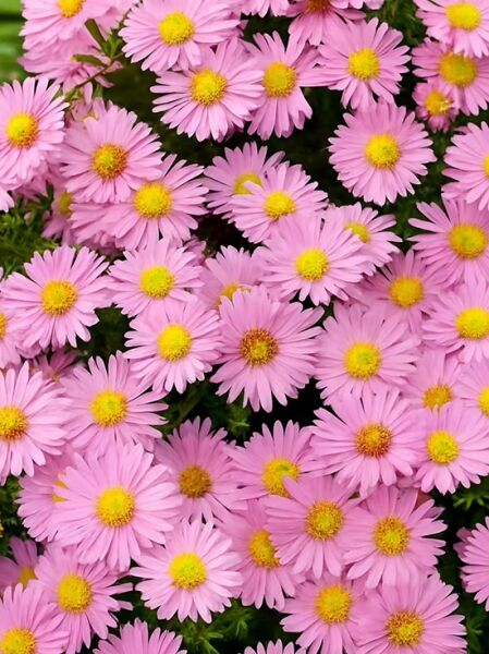 Kissen-Aster 'Herbstgruß vom Bresserhof' - Aster dumosus 'Herbstgruß vom Bresserhof'