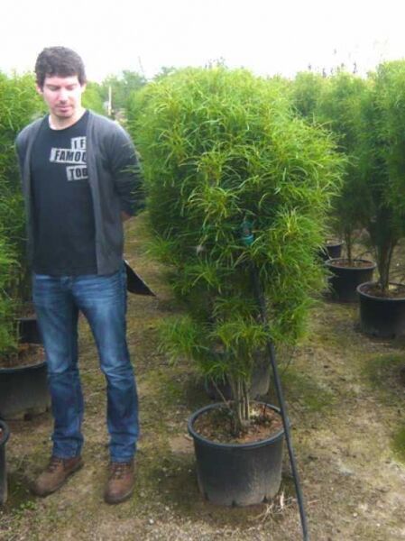 Farnblättriger Säulen-Faulbaum Frangula alnus 'Fine Line®' (Rhamnus frangula) im Topf C35, ca. 125–150 cm, säulenförmiger Wuchs.