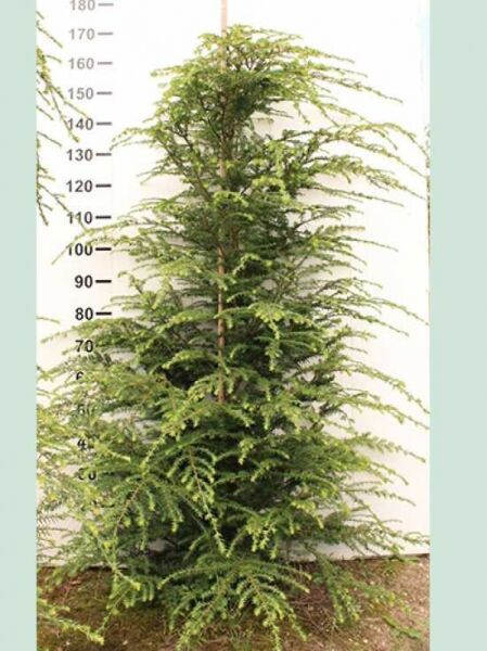 Tsuga canadensis / Kanadische Hemlocktanne 150-175 cm m. B., immergrüner Nadelbaum mit lockerer, überhängender Verzweigung