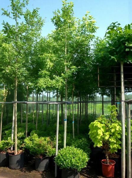 Quercus palustris (Sumpf-Eiche) Hochstamm 12-14 StU im Container, aufrechter Stamm mit grüner Baumkrone in Baumschule.